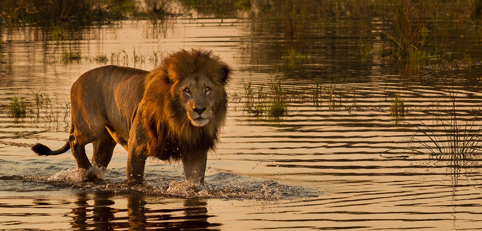 Leão em Botswana